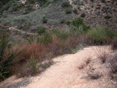 Image Number Four