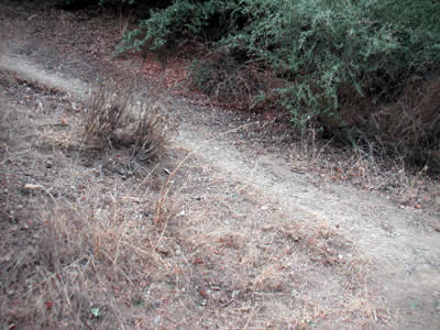 Image Number Sixteen