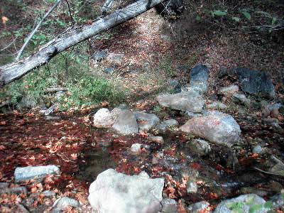 Image Number Four