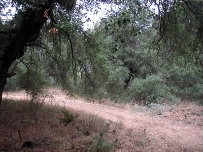Image Number Five