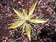   Blazing Star  