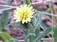   Coastal Tarweed  