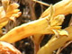   California Broomrape  