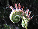   Rock Phacelia  