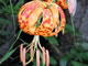   Humbolt Lily  
