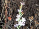   Wand Chicory  