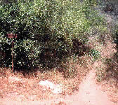 TUN005 Tunnel trail junction