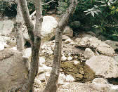 RAT010 Cross creek