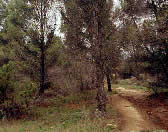 RAT008 Pine trees
