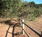 SAC002 Kiwanis Meadow