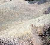 SCZ017 Meadow