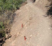 SY016 Red stakes for loose shale