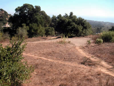 Image Number Five