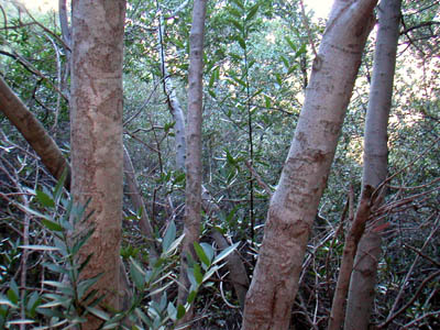 Image Number Ten