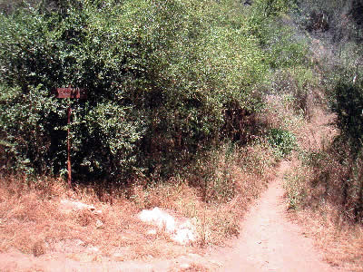 Image Number Five